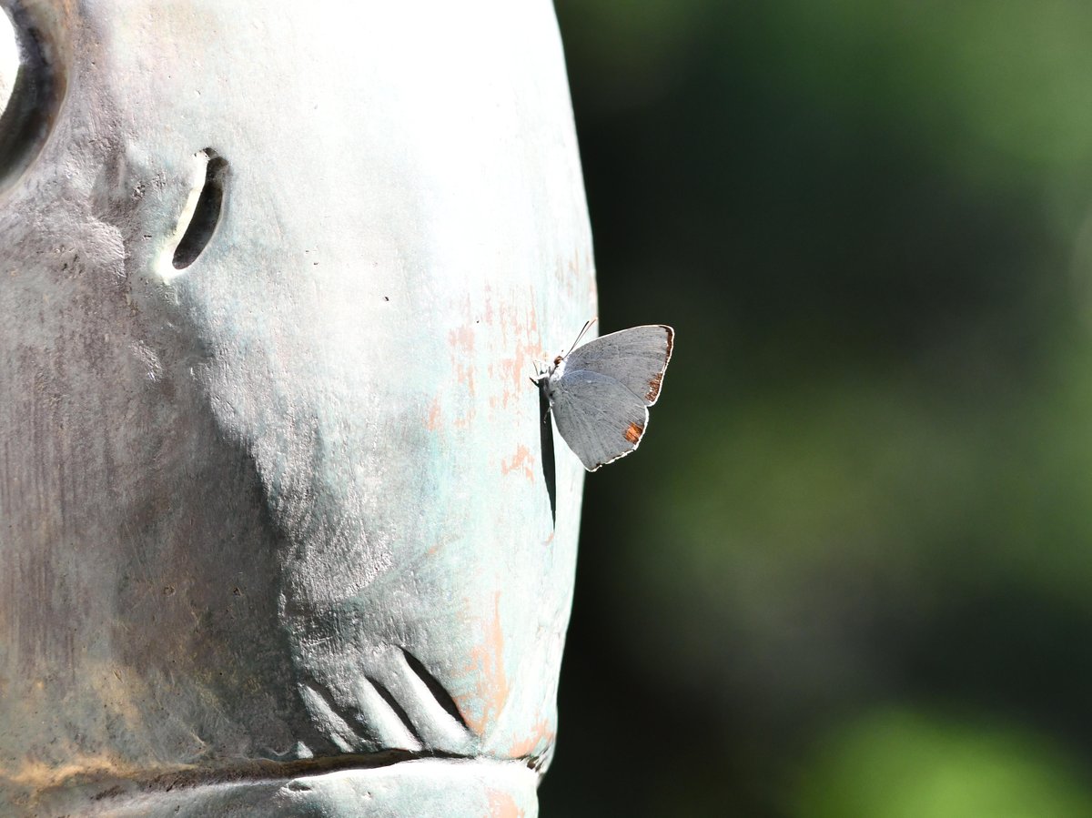 #77:
          Unidentified Lycaenidae, Gunma.
          f/ at mm - Shutter Speed: - ISO: